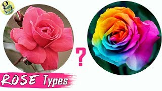 ROSE TYPES: DESI ROSE vs ENGLISH ROSE - Classification (kinds) + Difference Modern vs Garden Roses