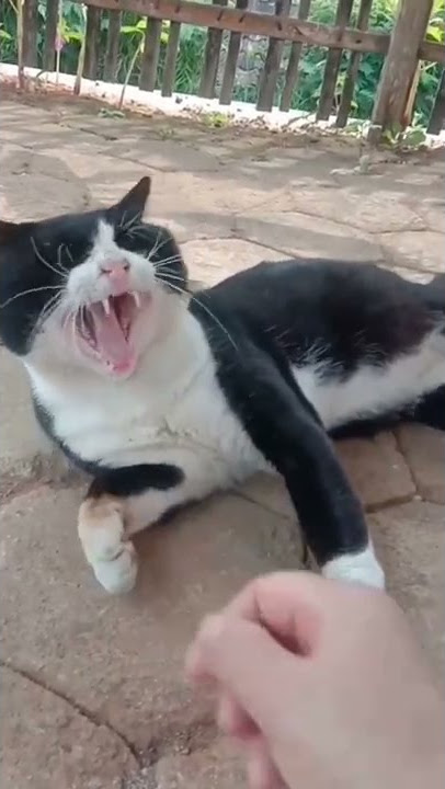 kucing menguap😻#shorts