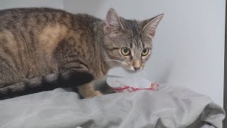 Abandoned animals are finding hope, and a second chance, thanks to Columbus Humane