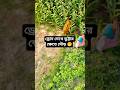 ড্রোন দেখে কি ভয় পাইছে 🤧#vairalvideo #funnydrone #drone #dji #shoetsvideo #dronevideo #funnyshorts