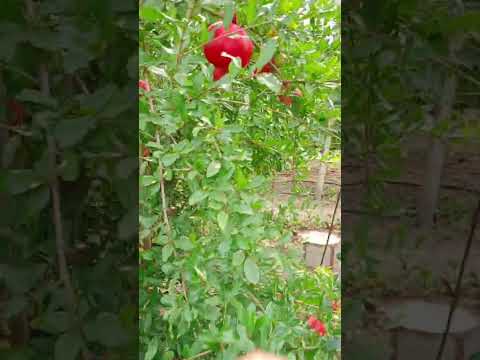 Гранат Гюлоша Розовый. 15.09.2023