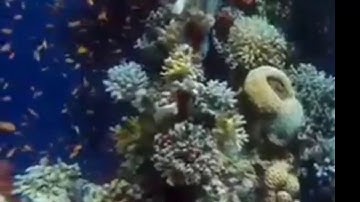 تلاوة هادئة_ماتيسر من سورة الزمر صوت جميل _quran