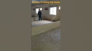800pcs pig house