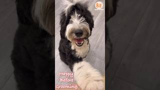 Happy grooming day @bepawtique    #dog #puppy #grooming