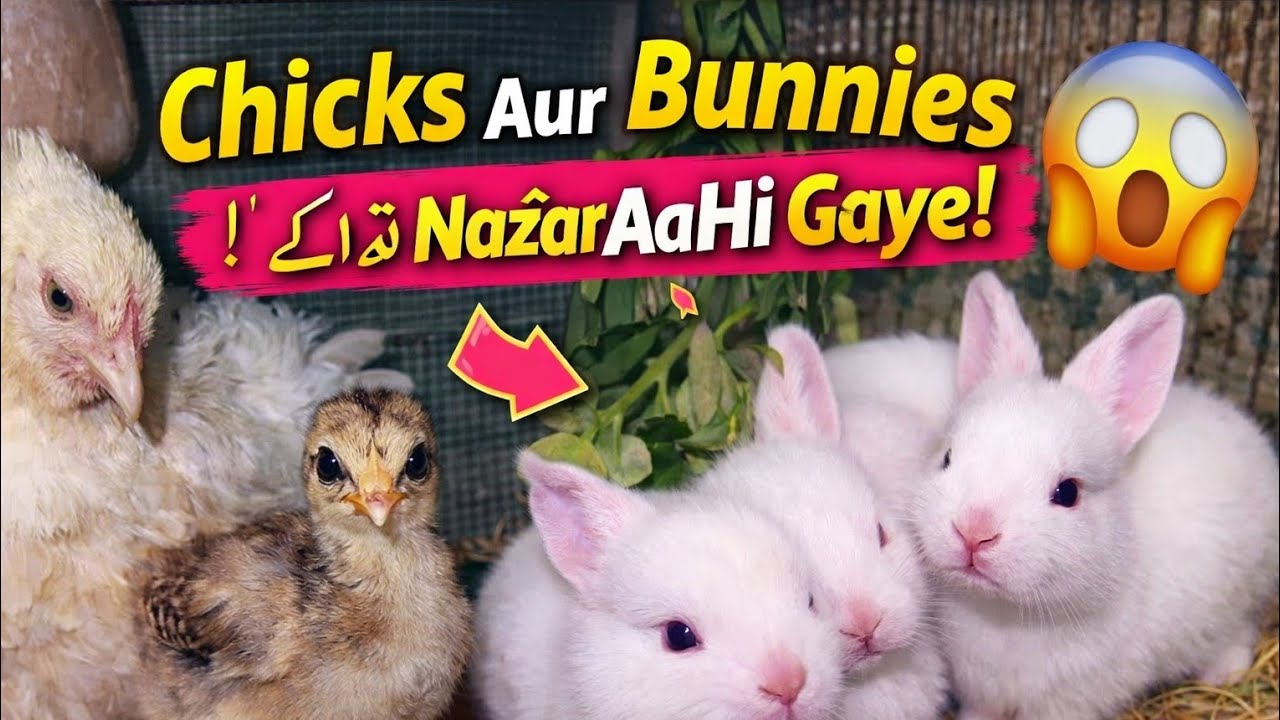 Rabbits Babies Ki Aankhen Khul Gayi 😍🐰 | Amazing Setup Update | 1 Week Growth