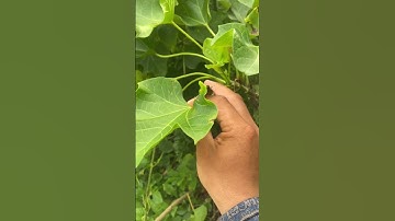 Cây Dầu Mè bạn nên biết#covenduongvlogs #câythuốcquý #garden #câythuốcnamquí