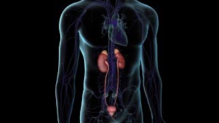 How to Manage Your Blood Sugar