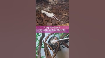 Our Bredls and Zebra Carpet Pythons are mean strikers! Watch your fingers!