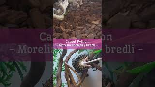 Our Bredls and Zebra Carpet Pythons are mean strikers! Watch your fingers! Net Worth