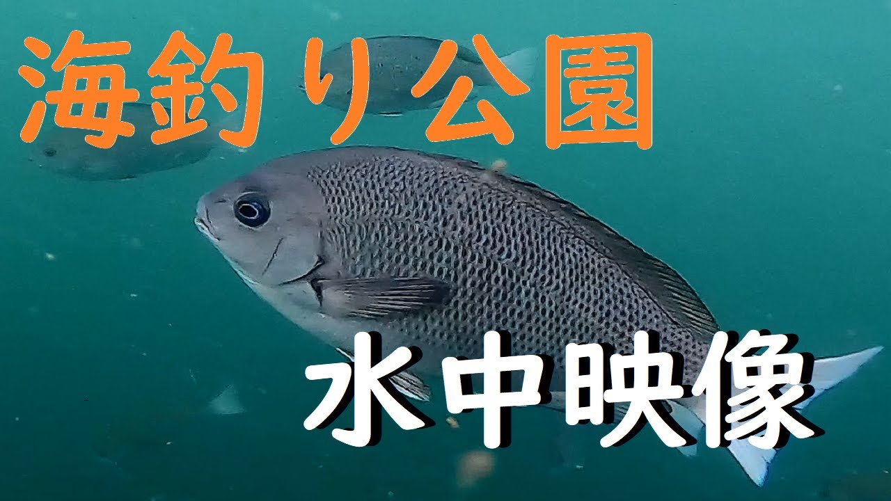 多くの魚が泳ぐ海釣り公園とっとパーク 秋の水中映像 Youtube