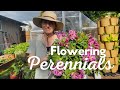 Flowering perennials for cut flower bouquets Zone 8b great flowers