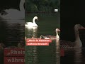Feuerwerk trotz Brutzeit: Tierschützer empört über „Rhein in Flammen“ #wdraktuell #feuerwerk