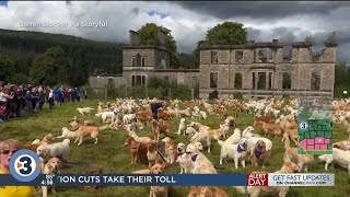 Newshounds Now Update 155Th Anniversary Of The Golden Retriever