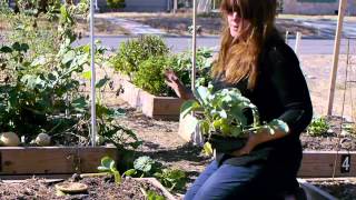 Planning Your Fall Vegetable Garden