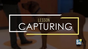 Laura Monaco Torelli: Video 2 - Capturing Behavior