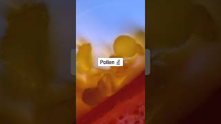So if pollen is plant sperm does that mean allergies are like STDs? 🤧😅 #pollen #microscope #stamen