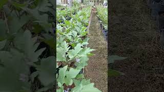 Kebun Terong Ungu Di Polybag