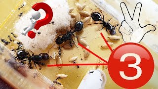 3 Hormigas reinas juntas | ¿QUIÉN MANDA?