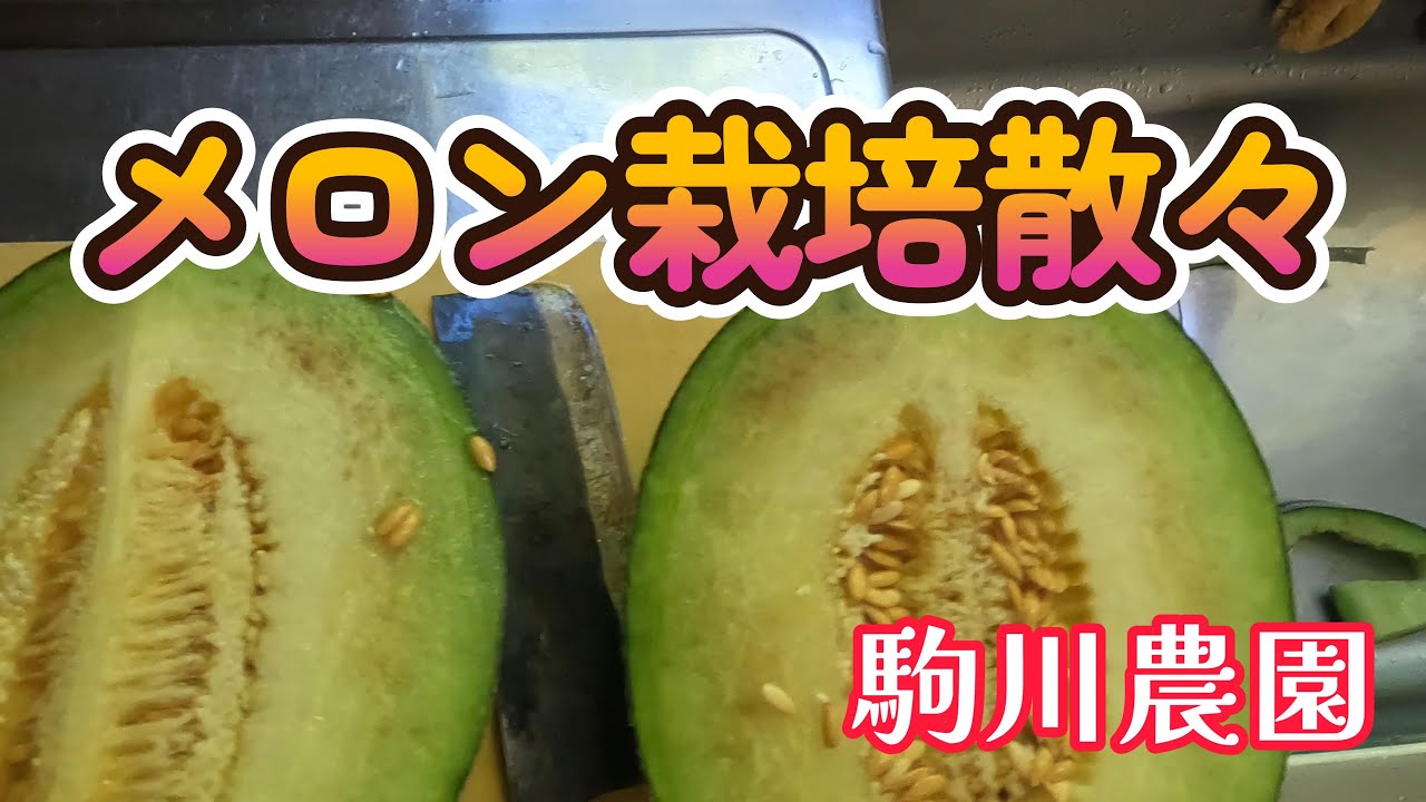 ハウス メロンをつくりこなす メロン生産全国3位のつがる市、水耕栽培とIoTによるハウスメロンの実証