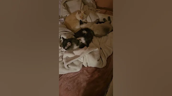 Video 11779711: maine coon mix, flame point siamese