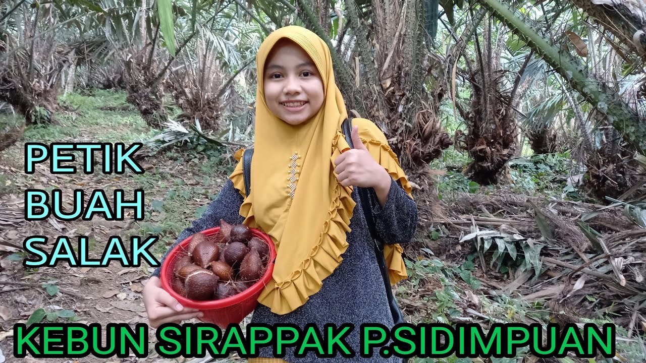 PANEN SALAK MANIS DI KEBUN SIRAPPAK P. SIDIMPUAN (SUMUT)