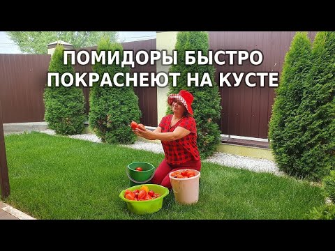 Видео: Как ускорить созревание томатов