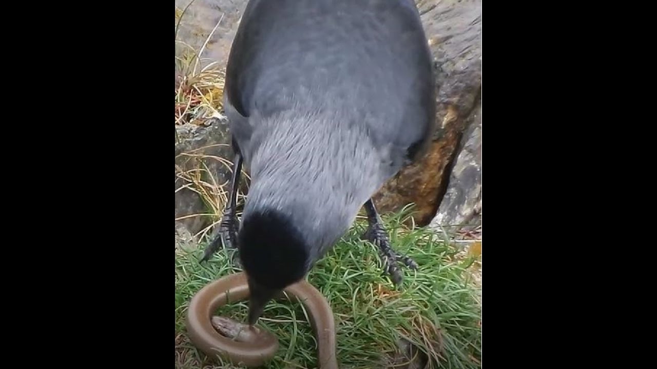 Snake versus Jackdaw