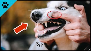 Your Dog HATES It When You Do These 6 Things! (Avoid) by Dogtube 73 views 10 months ago 2 minutes, 14 seconds