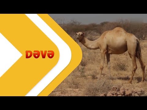 Video: Niyə Bir Dəvədə Bir Donqar Var