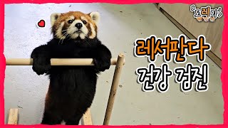 (SUB) How Does Lesser Panda Have The XRay Examination? │Everland Red Panda