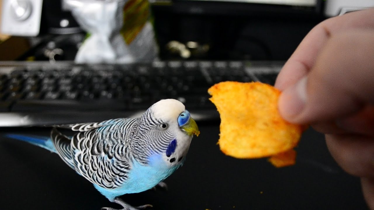 Budgie wants potato chips! Now! YouTube