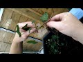 Ivy (Hedera helix) How To Propagate & Make More Plants!