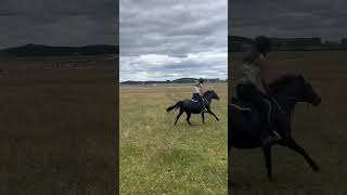 Jumped lil fella for the first time in abt a month and he was so good #nz #horse #pony Jumped lil fella for the first time in abt a month and he was so good #nz #horse #pony