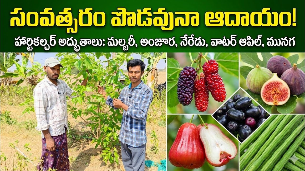 హార్టికల్చర్ లో సంవత్సరం పొడవునా ఆదాయాన్ని ఇచ్చే పంటలు.