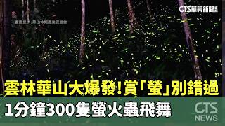 雲林華山大爆發賞螢別錯過　1分鐘300隻螢火蟲飛舞華視新聞 20260415
