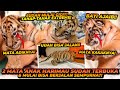 BAYI HARIMAU AJAIB ! UDAH MULAI TERBUKA MATANYA DAN UDAH BISA JALAN ?! LEBIH CEPAT DARI SEHARUSNYA !