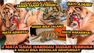 BAYI HARIMAU AJAIB ! UDAH MULAI TERBUKA MATANYA DAN UDAH BISA JALAN ?! LEBIH CEPAT DARI SEHARUSNYA !