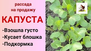 10. Капуста взошла. Что делать дальше? Рассада на продажу 2024.