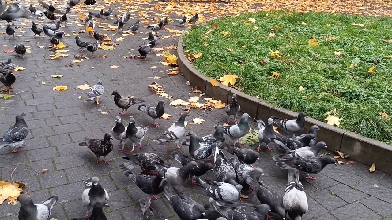 Pigeons from our city - We love these beautiful birds