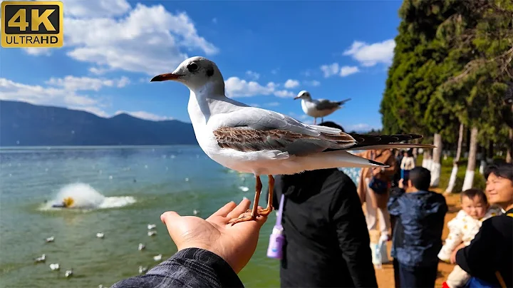 Incredible!I visited the seagull's paradise in China - DayDayNews