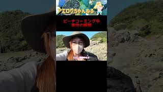 【磯の危険性】ビーチコーミング中の事故の瞬間 #タカラガイ #貝殻 #宝探し　#閲覧注意