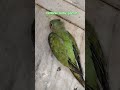parrot # baby parrot # funny