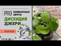 Суккулент и лиана - Дисхидия | Редкое в магазинах, но необычайно интересное растение