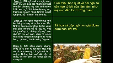 TẬP LÀM VĂN LỚP 4 - CẤU TẠO BÀI VĂN MIÊU TẢ CÂY CỐI - GV TRẦN THỊ NGA - TH ĐỘI CẤN