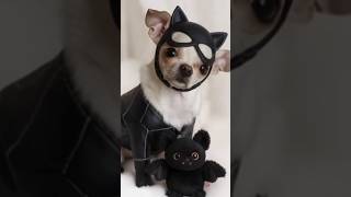WE NEED TO KNOW!? 😅 #dog #dogshorts #cute #dance #trend #viral #couple #funny #shorts #halloween