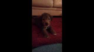 Bedlington Terrier Pup called Molly 14th of December 2013