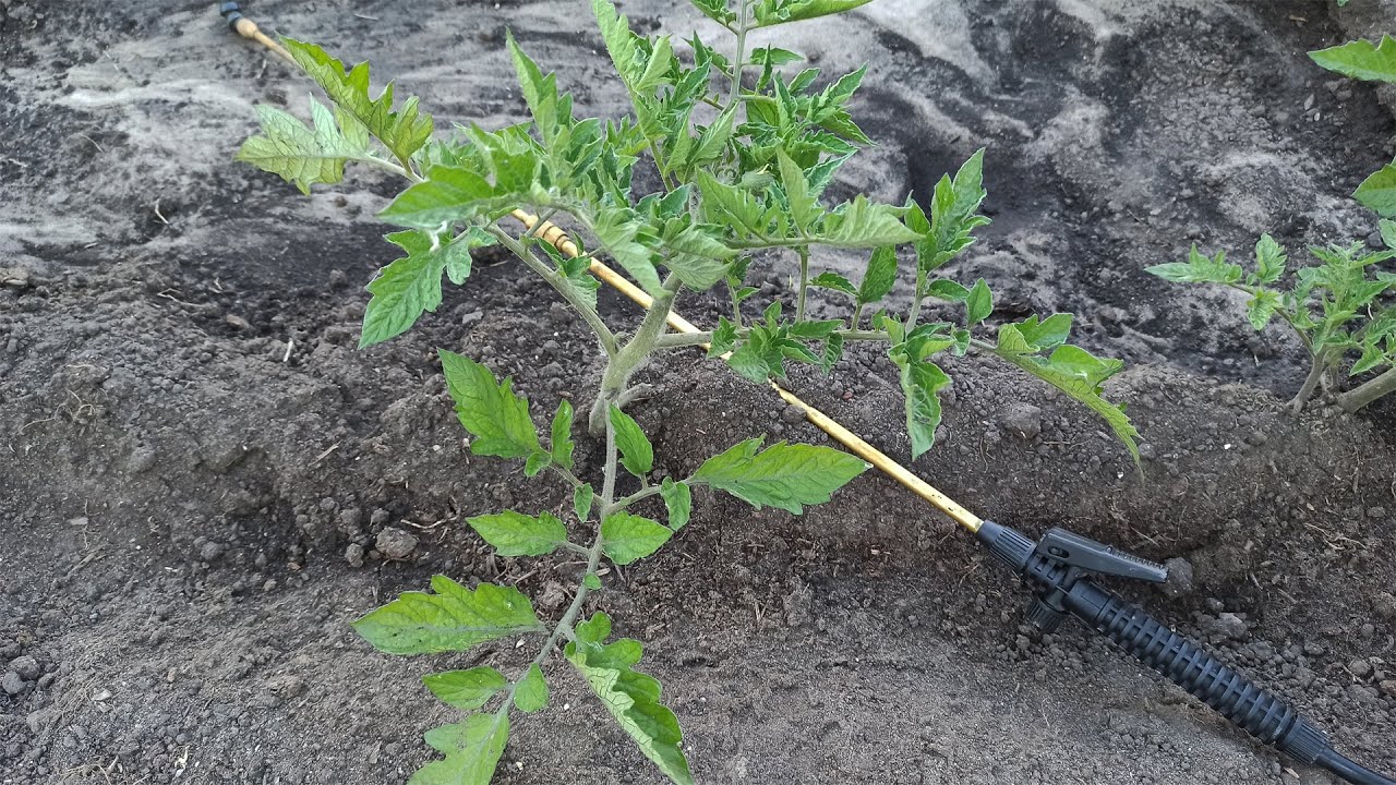 Опрыскивание томатов борной кислотой для завязи. Борная кислота для помидор