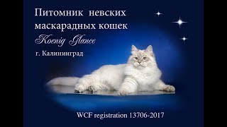 Питомник "KOENIG GLANCE". 9 августа 2017 г. Питомник "KOENIG GLANCE". 9 августа 2017 г.