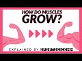 How muscles grow