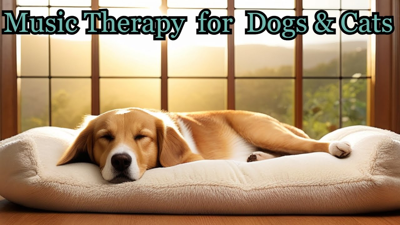 Calm Your Pets 1 Hour Of Soothing Music For Cats Dogs YouTube calm-your-pets-1-hour-of-soothing-music-for-cats-dogs-youtube